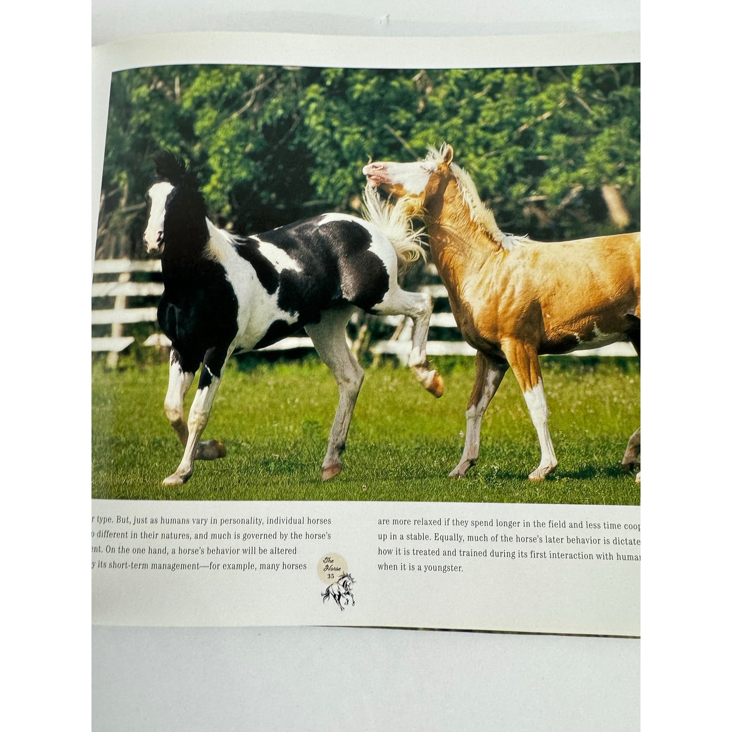 Horse: Magnificent, Playful, Loyal by Catherine Austen (Hardcover)