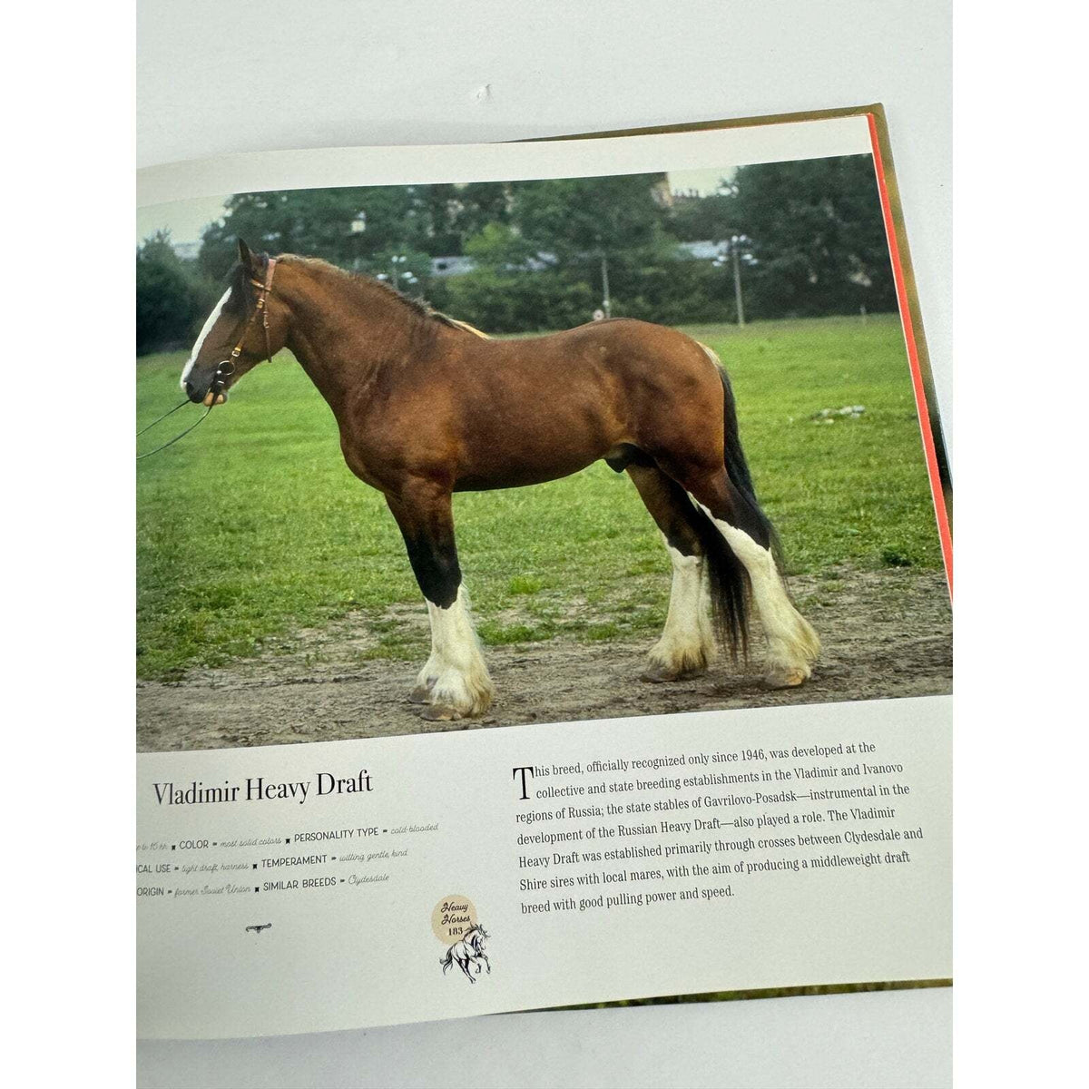 Horse: Magnificent, Playful, Loyal (Hardcover) - Image 8