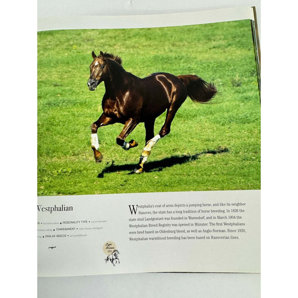 Horse: Magnificent, Playful, Loyal (Hardcover) - Image 10