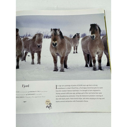 Horse: Magnificent, Playful, Loyal (Hardcover) - Image 12