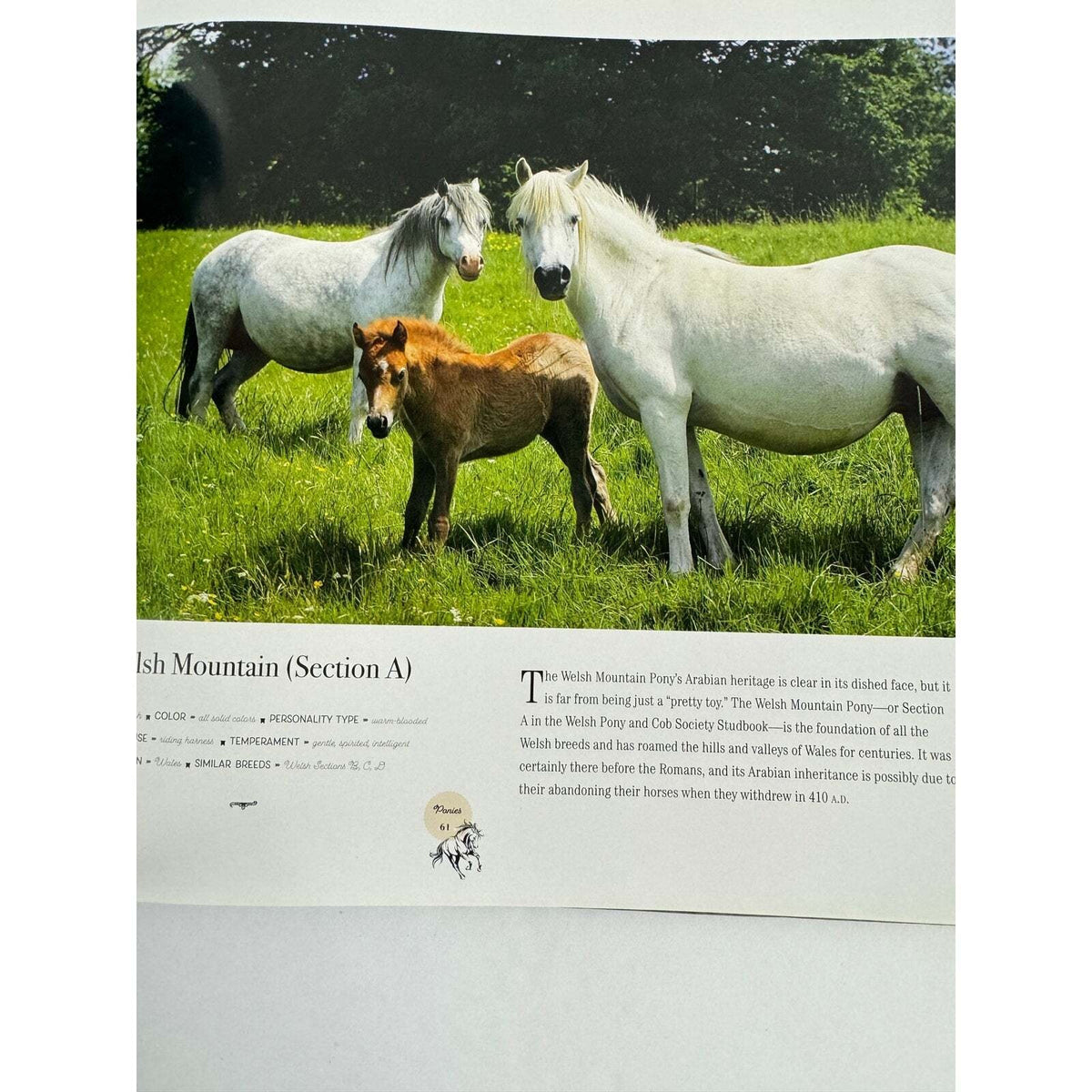 Horse: Magnificent, Playful, Loyal (Hardcover) - Image 13