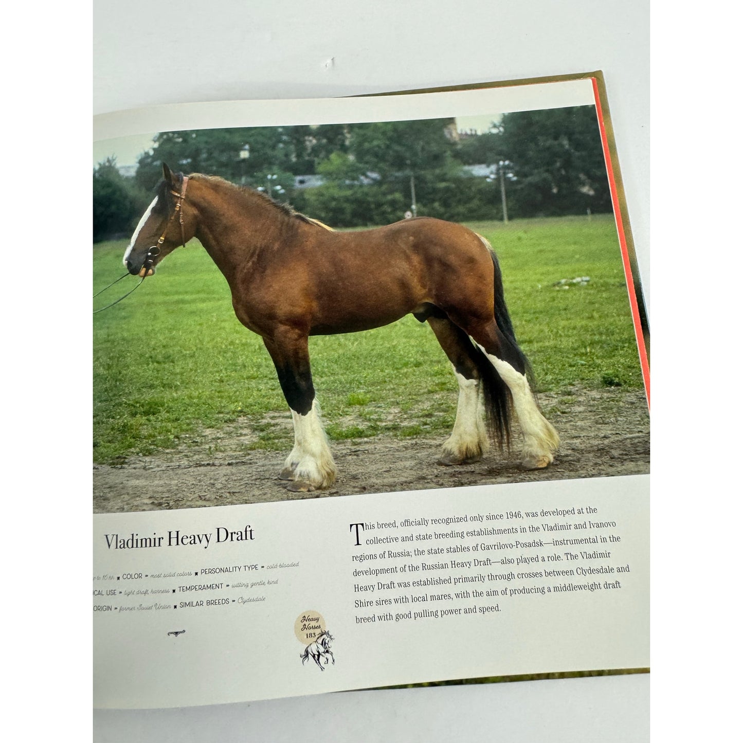 Horse: Magnificent, Playful, Loyal by Catherine Austen (Hardcover)