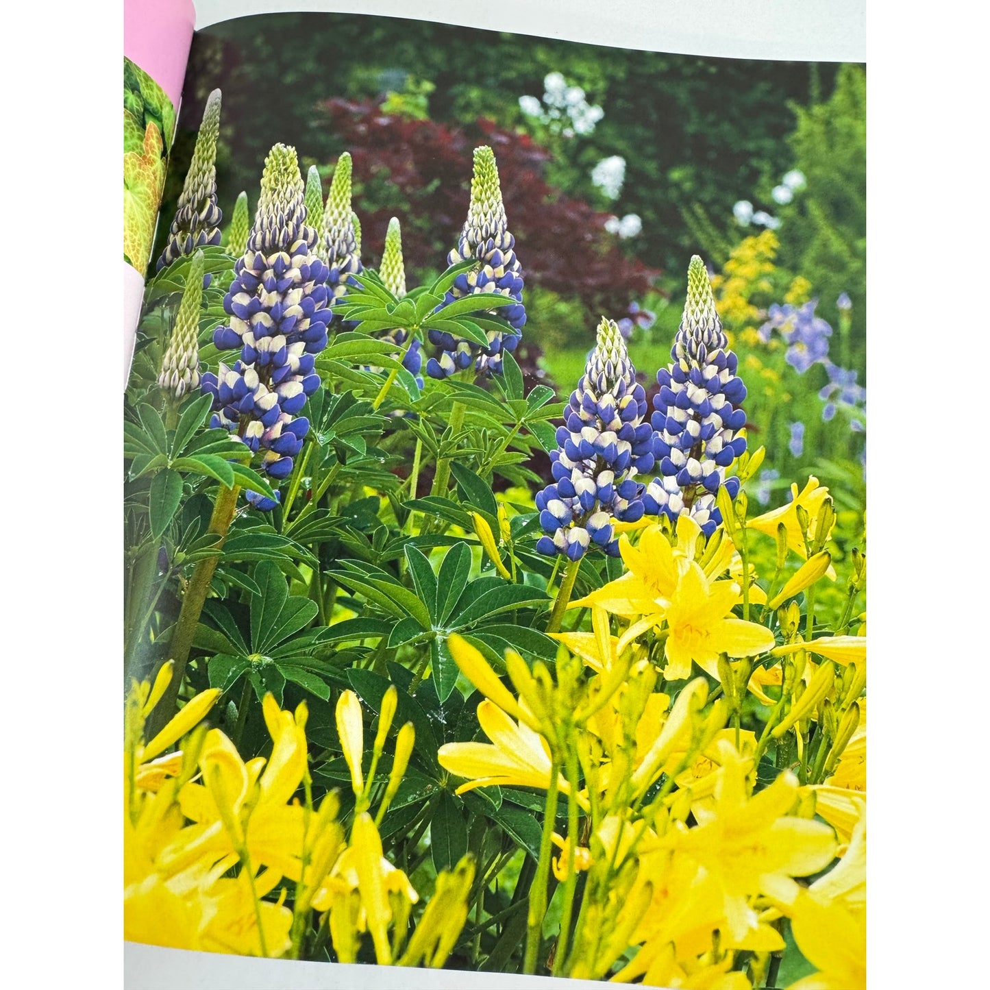 Perennials: The Complete Guide by Sally Roth (Hardcover)