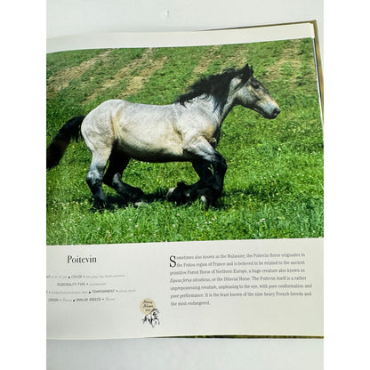 Horse: Magnificent, Playful, Loyal by Catherine Austen (Hardcover)