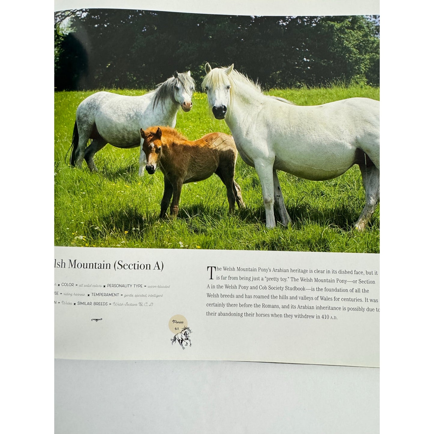 Horse: Magnificent, Playful, Loyal by Catherine Austen (Hardcover)