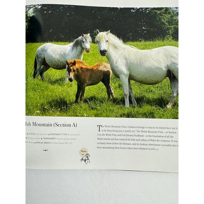 Horse: Magnificent, Playful, Loyal by Catherine Austen (Hardcover)