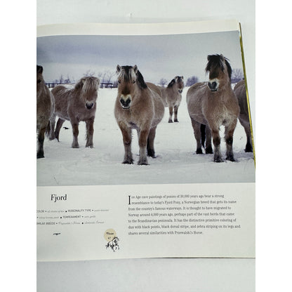 Horse: Magnificent, Playful, Loyal by Catherine Austen (Hardcover)