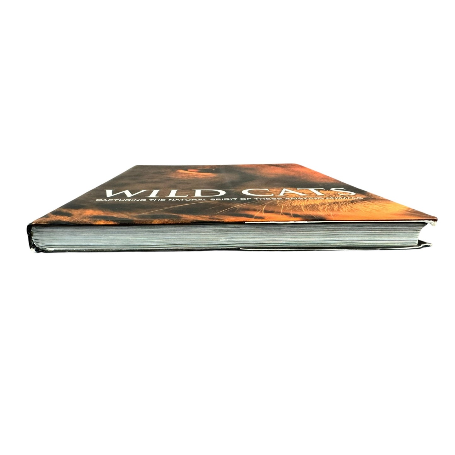Wild Cats by Mike & Peggy Briggs (Paperback)