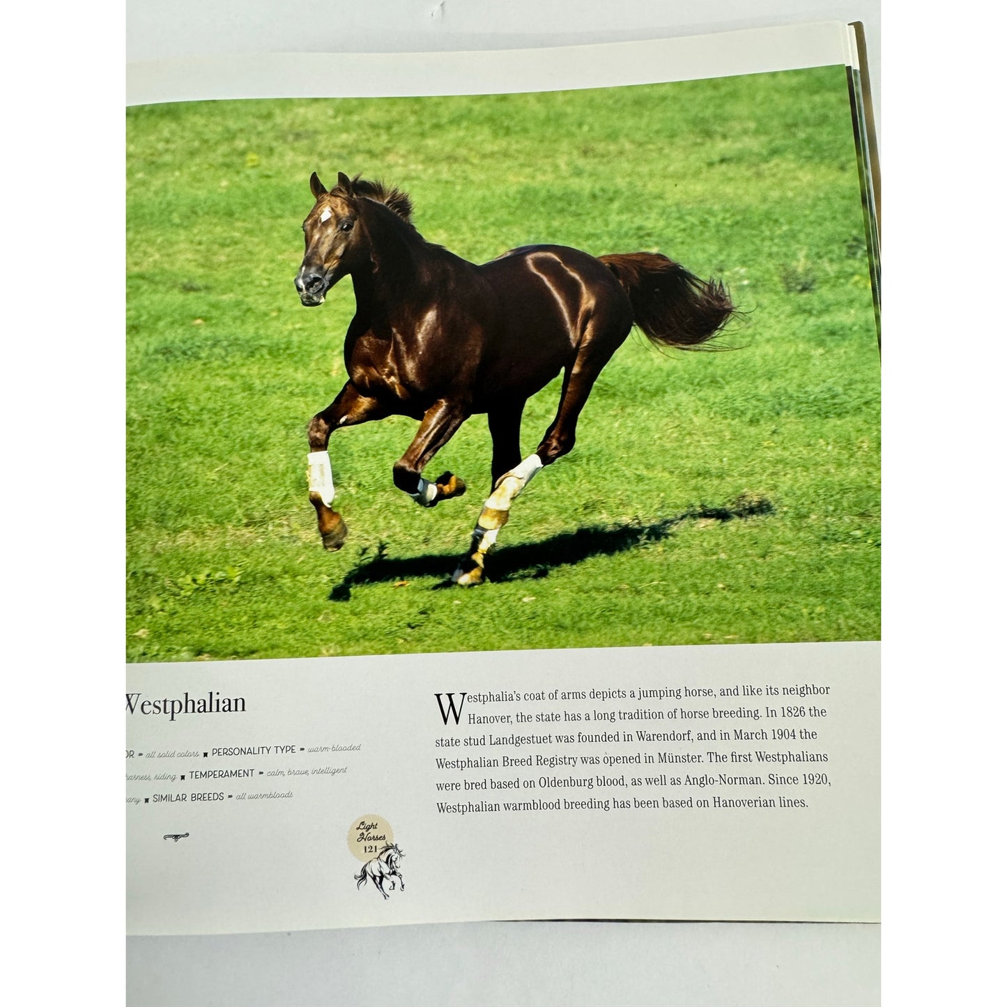 Horse: Magnificent, Playful, Loyal by Catherine Austen (Hardcover)